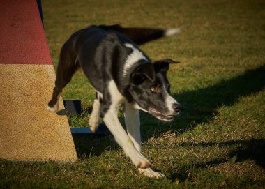 köpek çeviklik antrenman yarışmasında