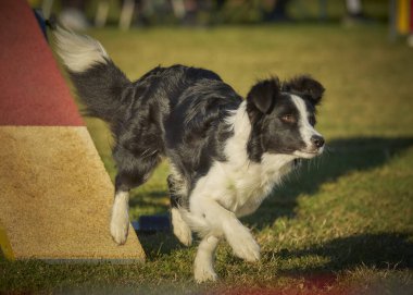 Çeviklikle çalışan çoban köpeği.