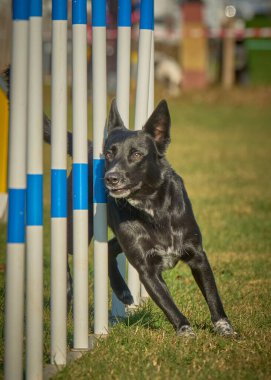 çeviklik yarışmasında oynayan siyah bir köpek.