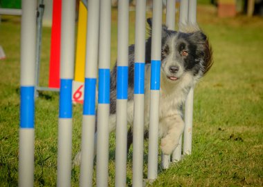 Sınır çoban köpeği eğitimi