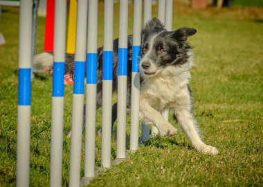 Çeviklik kursunda köpek eğitimi