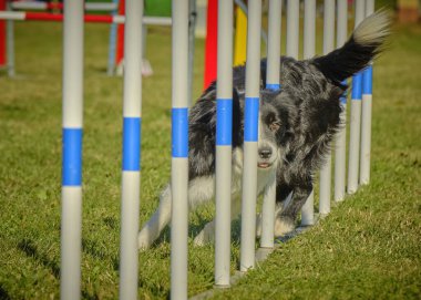 çeviklik üzerine köpek eğitimi