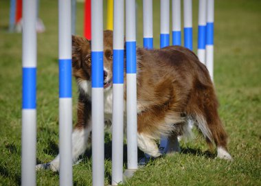 Köpek çevikliği yarışmasında köpek çevikliği