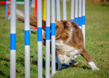 sınır çoban köpeği çeviklik yarışmasında