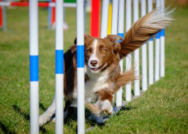 Bir köpek çevikliğin üzerine atlıyor.
