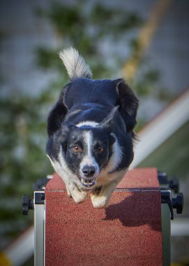 Çeviklik yarışmasında border collie dog
