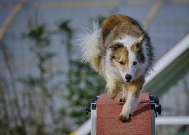 Avustralyalı çoban köpeği.