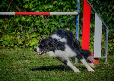 kenar kömür ocağı agility eğitim