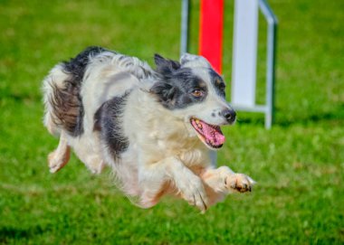 Avustralya çoban köpeği atlama