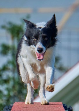Sınır çoban köpeği iş başında.