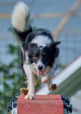 kenar kömür ocağı köpek Jumping