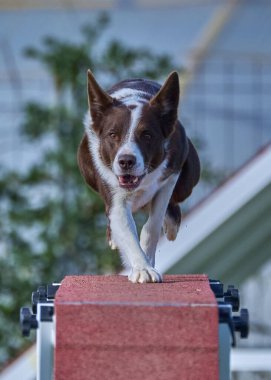 Köpekler güneşli bir günde şehir parkında çatıda koşuyorlar.