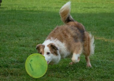 Köpek parkta topla oynuyor.