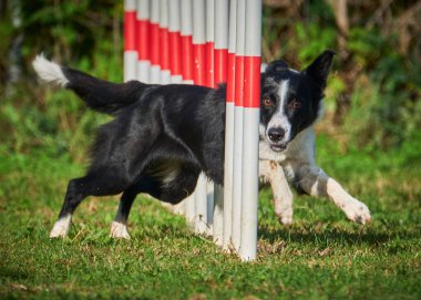 sınır çoban köpeği çeviklik kursunda çalışıyor