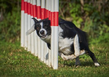Çeviklikte çoban köpeği