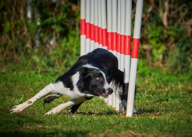 Yarışmada atlayan köpek