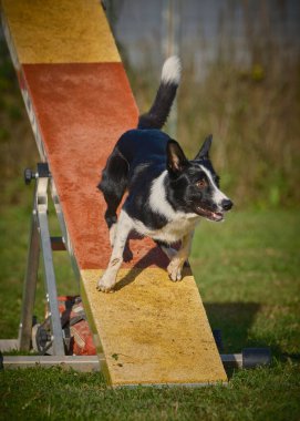 Çeviklik üzerine sınır çoban köpeği.