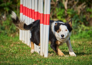 Avustralya çoban köpeği çevikliğinde koşuyor.