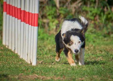 Kırsal kesimde güneşli bir günde tarlada koşan bir çoban köpeği.