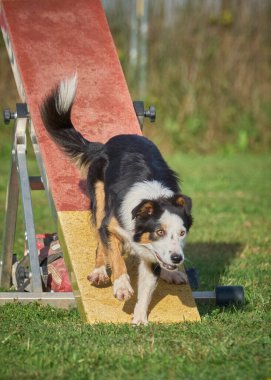 çeviklik üzerine köpek eğitimi