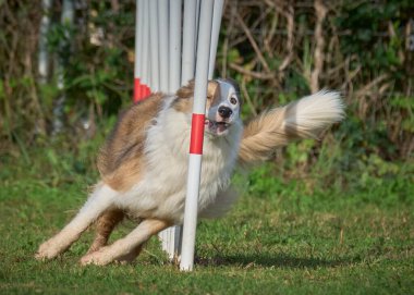 Sınır çoban köpeği çeviklikle koşuyor