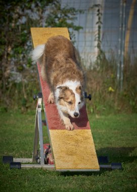 Bir köpek çeviklik üzerine eğitim yapıyor..