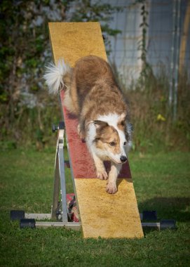 Spor salonunda köpek eğitimi.