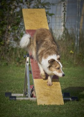 Çeviklik konusunda bir köpek eğitimi