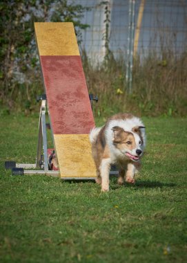Çeviklik üzerine sınır çoban köpeği