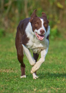 Jack Russell Terrier köpeği çimlerde koşuyor.