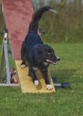 Sınır çobanı sıçradı