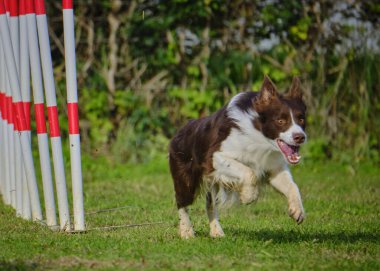 Çeviklik içinde zıplayan çoban köpeği. rekabet ve çeviklik içinde atlama
