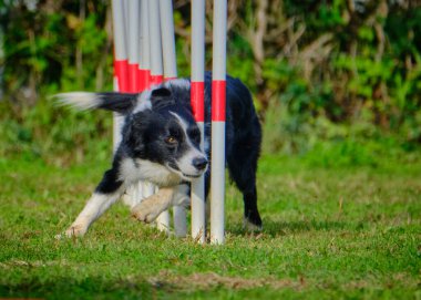 hudut çoban köpeği çeviklikten geçiyor