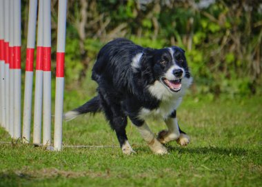 Çeviklik kursunda çalışan sınır çoban köpeği