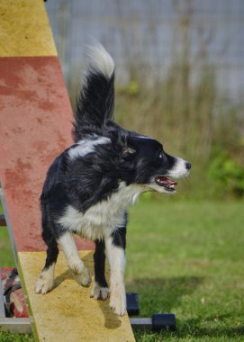 kenar kömür ocağı agility eğitim
