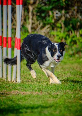 Avustralyalı bir çobanın dikey atlama görüntüsü.