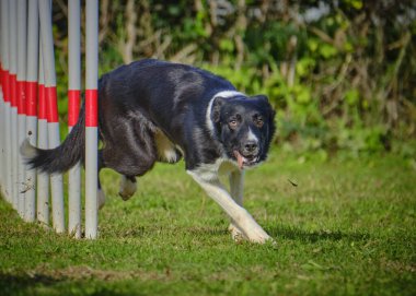 Köpek çeviklik içinde zıplıyor
