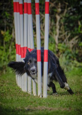 Otların arasındaki köpek
