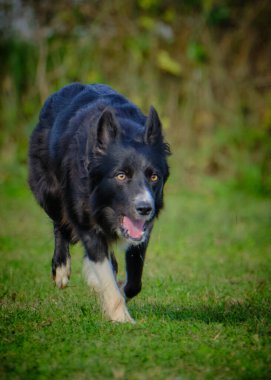 Ormandaki çoban köpeği.