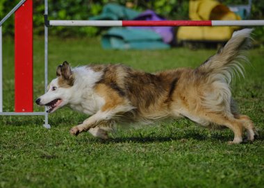 köpek çeviklikle koşuyor