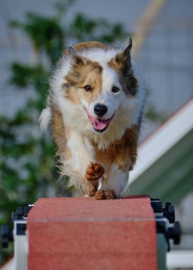 köpek doğurmak Avustralyalı çoban