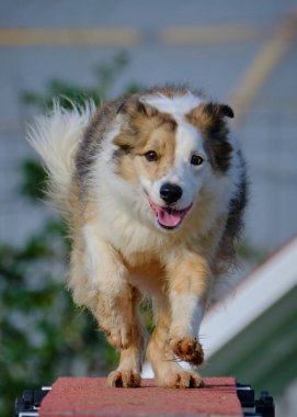 Şirin bir köpeğin portresi. Sınır çobanı. Çeviklik sporu