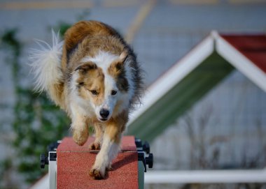 sınır çoban köpeği çeviklik kursunda çalışıyor