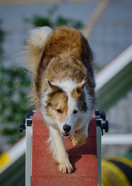 Çevik bir köpek. Sınır çobanı. Çeviklik sporu