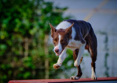 Köpek çoban köpeği yazın yürüyüşe çıkıyor.. 