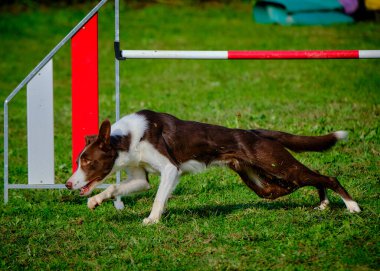 Köpek çoban köpeği çeviklikte