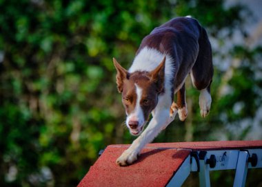 Köpek çevikliğin üzerine atlıyor..