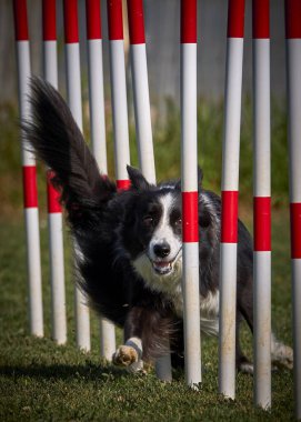 Sınır çoban köpeği çevikliğe atlıyor