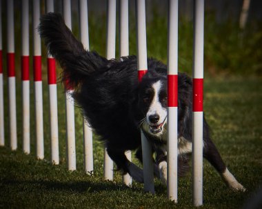 Sınır çoban köpeği çevikliği