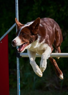 Çeviklik yarışmasında köpek kenarı çobanı